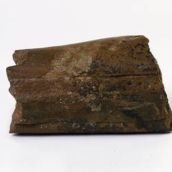 Brown fragment of fossil beaked whale snout.