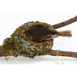 Small bird specimen mounted inside a nest on a branch.