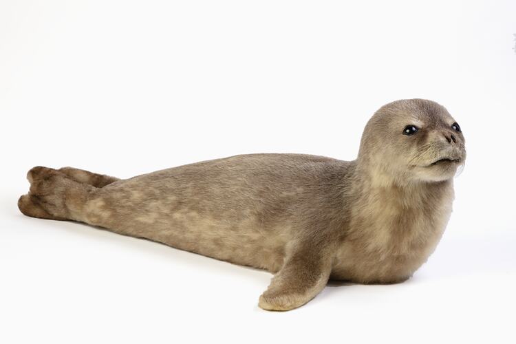 Grey seal specimen mount lying on its belly.