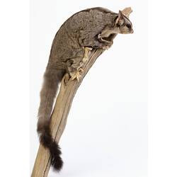 Grey possum specimen with long tail mounted to a branch.