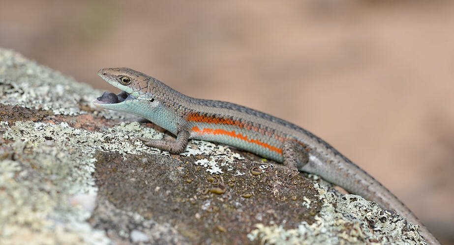 Grey lizard with orange stripes down its body.
