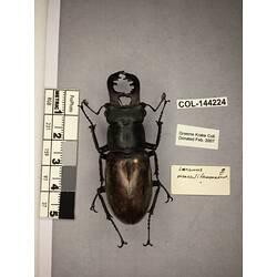 Dorsal view of pinned beetle specimen with labels.