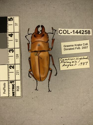 Dorsal view of pinned beetle specimen with labels.