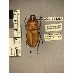Dorsal view of pinned beetle specimen with labels.