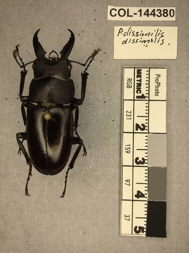 Shiny brown beetle specimen with large mandibles, pinned next to text labels.