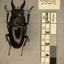 Shiny brown beetle specimen with large mandibles, pinned next to text labels.