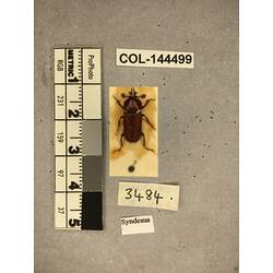 Dorsal view of pinned beetle specimen with labels.