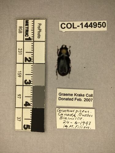 Shiny brown beetle specimen with large mandibles, pinned next to text labels.