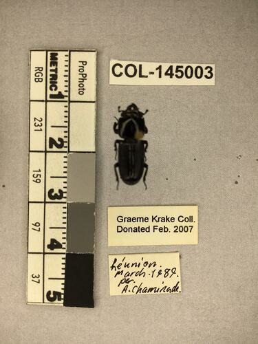 Shiny brown beetle specimen with large mandibles, pinned next to text labels.