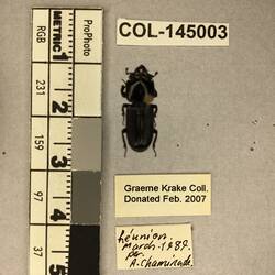 Shiny brown beetle specimen with large mandibles, pinned next to text labels.