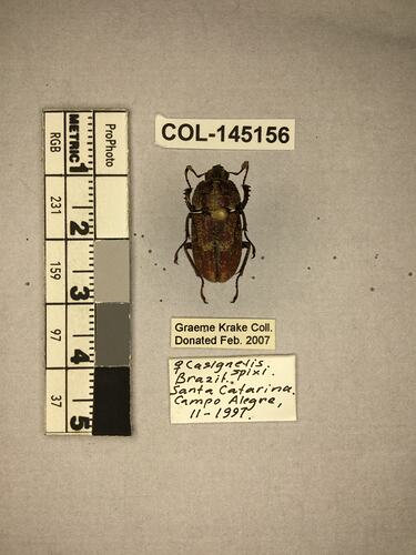 Dorsal view of pinned beetle specimen with labels.