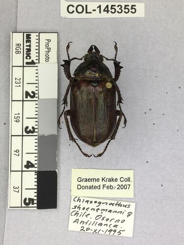 Dorsal view of pinned beetle specimen with labels.