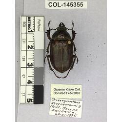 Dorsal view of pinned beetle specimen with labels.