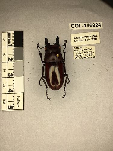 Dorsal view of pinned beetle specimen with labels.