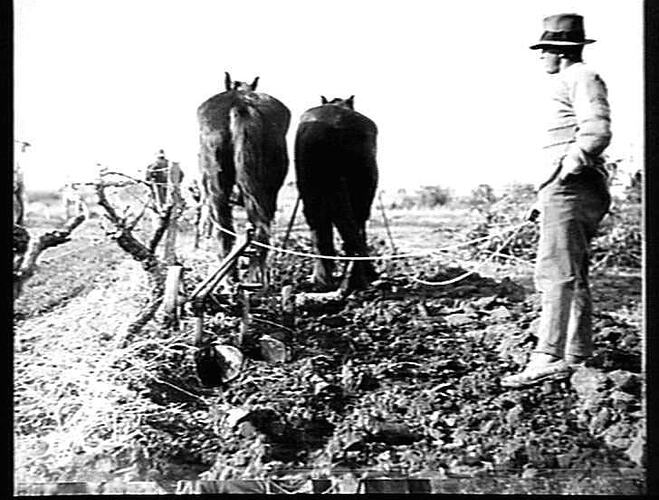 NOS 1 & 2. 2 FUR SUNBIRD WORKING ON MR. G. H. HALL'S BLOCK, BIRDWOOD. AUGUST 1927.