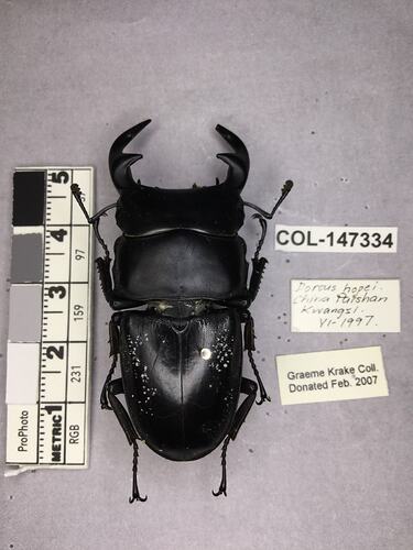 Shiny brown beetle specimen with large mandibles, pinned next to text labels.