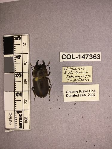 Shiny brown beetle specimen with large mandibles, pinned next to text labels.