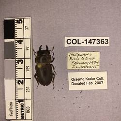 Shiny brown beetle specimen with large mandibles, pinned next to text labels.