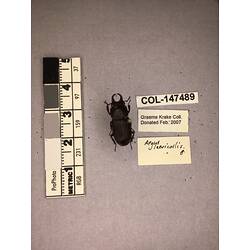 Dorsal view of pinned beetle specimen with labels.