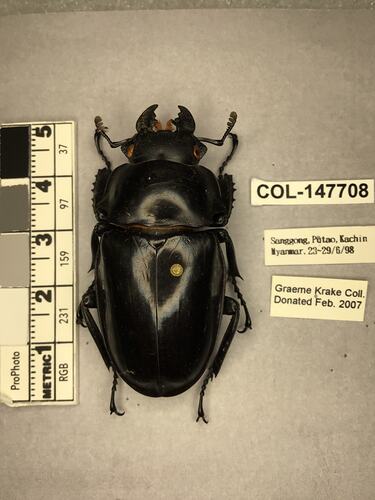 Shiny brown beetle specimen with large mandibles, pinned next to text labels.