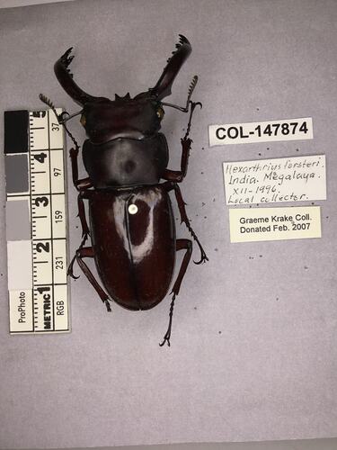 Shiny brown beetle specimen with large mandibles, pinned next to text labels.