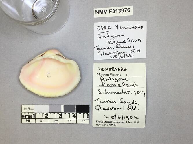 Dry Venus Clam shell beside labels.