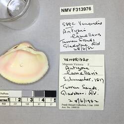 Dry Venus Clam shell beside labels.