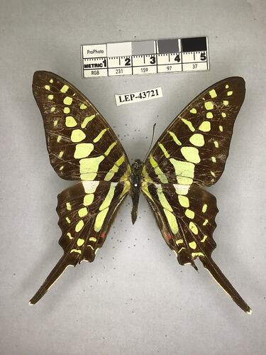Pinned butterfly specimen beside label.