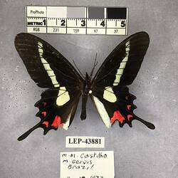 Pinned butterfly specimen beside label.