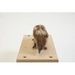 <em>Hemicentetes semispinosus</em>, Lowland Streaked Tenrec. [C 30196]