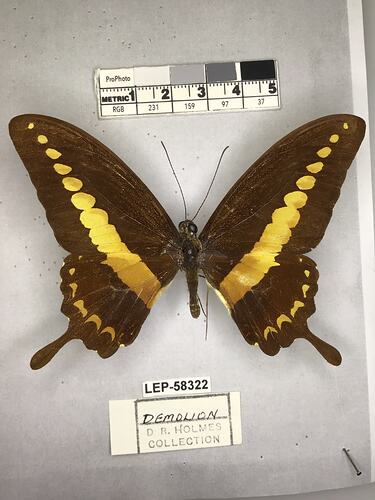 Pinned butterfly specimen beside label.