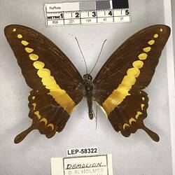 Pinned butterfly specimen beside label.