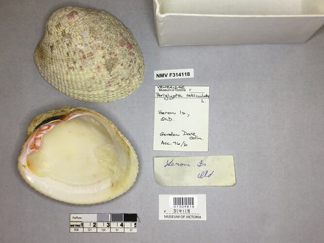 Dry Venus Clam shell beside labels.