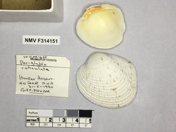 Dry Venus Clam shells beside labels.
