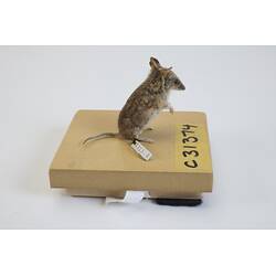 <em>Sminthopsis crassicaudata</em>, Fat-tailed Dunnart. [C 31374]