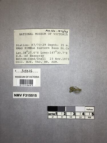 Dry stony coral specimen beside labels.