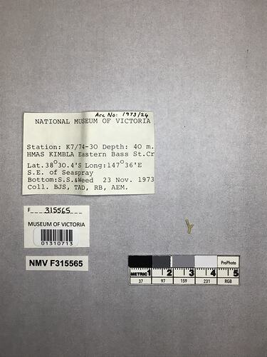 Dry stony coral specimen beside labels.