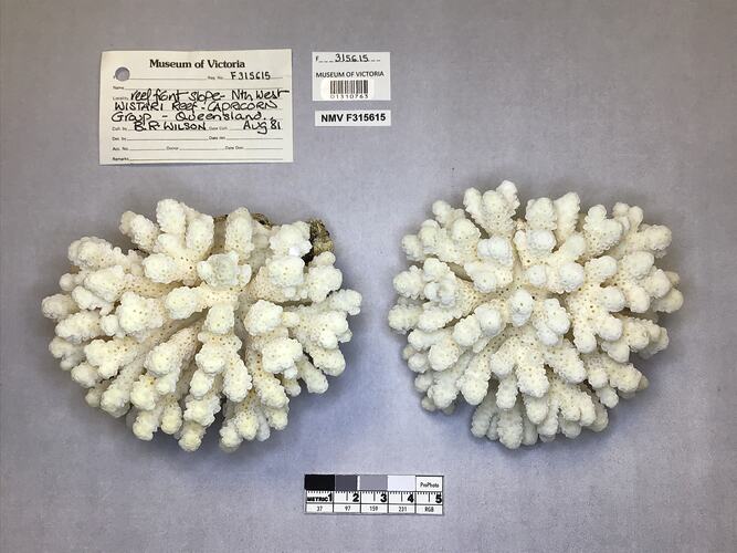 Dry stony coral specimens beside labels.