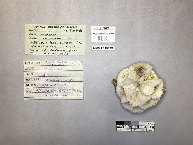 Dry coral specimen beside labels.