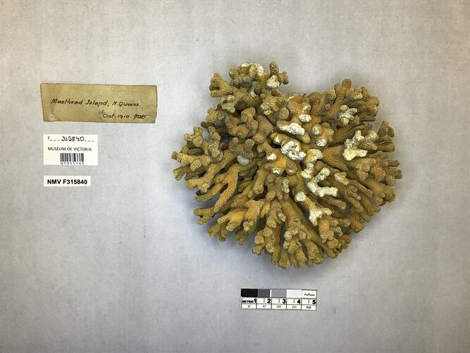 Dry stony coral specimen beside labels.