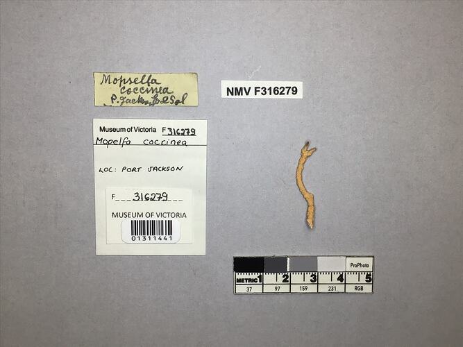 Dry soft coral specimen beside labels.