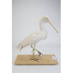 <em>Platalea flavipes</em>, Yellow-billed Spoonbill. [B 33024]