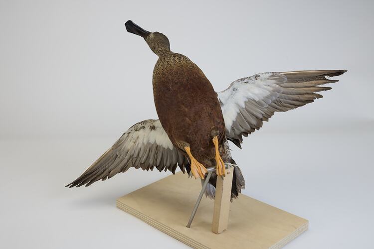 <em>Spatula rhynchotis</em>, Australasian Shoveler. [R 11526]