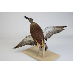 <em>Spatula rhynchotis</em>, Australasian Shoveler. [R 11526]