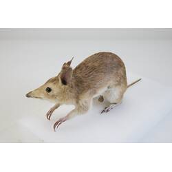 <em>Perameles nasuta</em>, Southern Long-nosed Bandicoot. [C 7012]