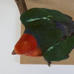 <em>Alisterus scapularis</em>, Australian King-parrot. [B 21647]