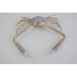 <em>Bellidilia undecimspinosa</em>, Large Pebble Crab. [J 9314]