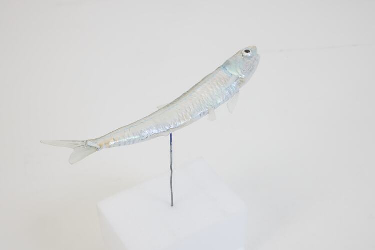 <em>Engraulis australis</em>, Australian Anchovy, model. [A 31384-007]