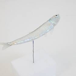 Our Wondrous Planet, Our Wild Family: Model - Australian Anchovy, <em>Engraulis australis</em> (Shaw, 1790)
