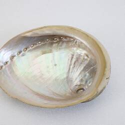 <em>Haliotis laevigata</em>, Green-lipped Abalone, model. [F 82911.1]